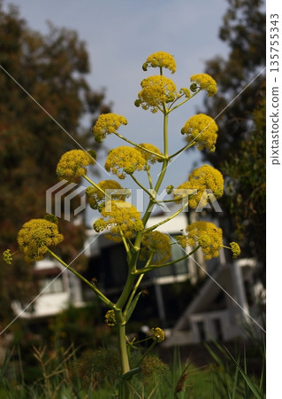 Beautiful flowers blooming in the garden, Bodrum Turkey Beautiful flowers blooming in the garden, Bodrum Turkey 135755343