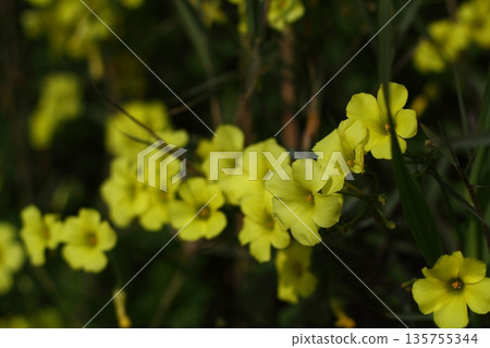 Beautiful flowers blooming in the garden, Bodrum Turkey Beautiful flowers blooming in the garden, Bodrum Turkey 135755344