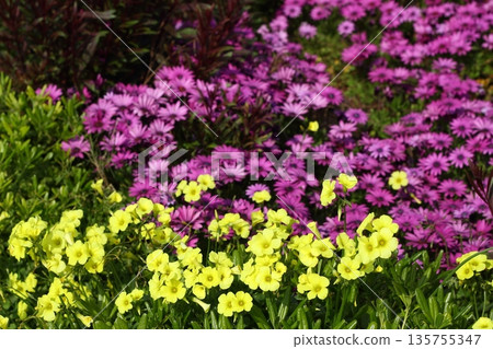 Beautiful flowers blooming in the garden, Bodrum Turkey 135755347
