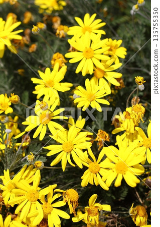 Beautiful flowers blooming in the garden, Bodrum Turkey 135755350