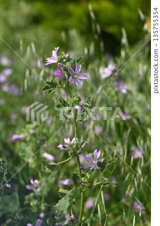 Beautiful flowers blooming in the garden, Bodrum Turkey 135755354