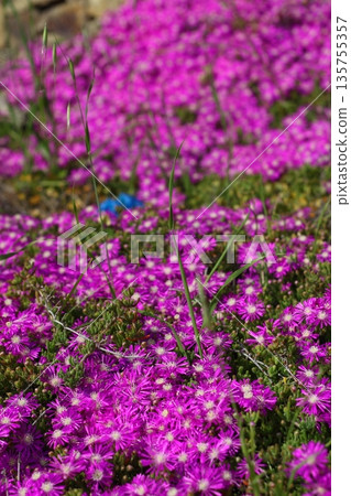 Beautiful flowers blooming in the garden, Bodrum Turkey 135755357