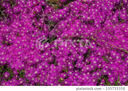 Beautiful flowers blooming in the garden, Bodrum Turkey Beautiful flowers blooming in the garden, Bodrum Turkey 135755358