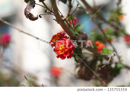 Beautiful flowers blooming in the garden, Bodrum Turkey 135755359