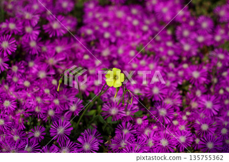 Beautiful flowers blooming in the garden, Bodrum Turkey Beautiful flowers blooming in the garden, Bodrum Turkey 135755362