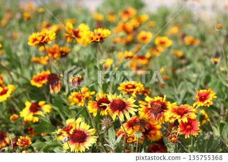Beautiful flowers blooming in the garden, Bodrum Turkey Beautiful flowers blooming in the garden, Bodrum Turkey 135755368