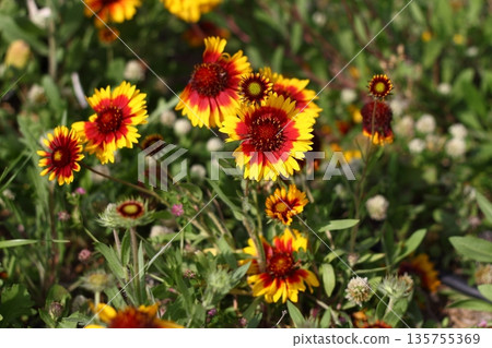 Beautiful flowers blooming in the garden, Bodrum Turkey Beautiful flowers blooming in the garden, Bodrum Turkey 135755369