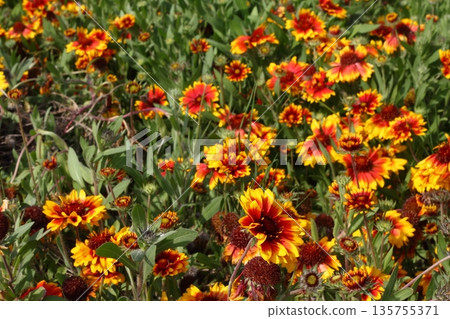 Beautiful flowers blooming in the garden, Bodrum Turkey 135755371