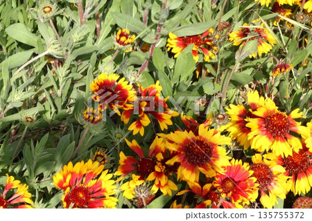Beautiful flowers blooming in the garden, Bodrum Turkey 135755372