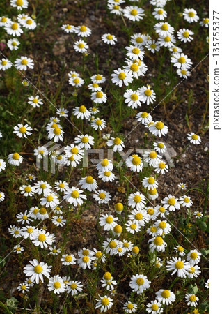 Beautiful flowers blooming in the garden, Bodrum Turkey Beautiful flowers blooming in the garden, Bodrum Turkey 135755377