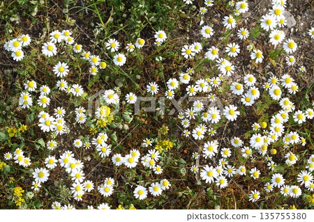 Beautiful flowers blooming in the garden, Bodrum Turkey 135755380