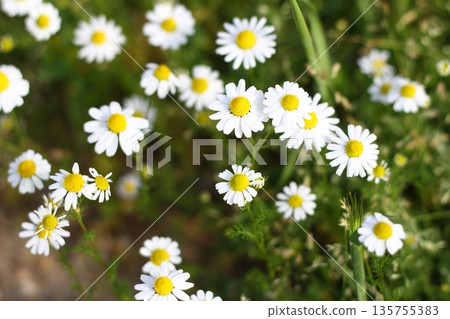 Beautiful flowers blooming in the garden, Bodrum Turkey 135755383