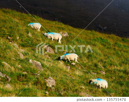 Four white sheep with blue markings graze on a steep, rocky green hillside. The animals are eating lush grass under bright daylight, with a darker shadowed mountain top in the background. Four white sheep with blue markings graze on a steep, rocky green hillside. The animals are eating lush grass under bright daylight, with a darker shadowed mountain top in the background. 135755478