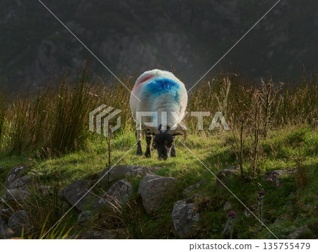 A marked sheep with blue and red paint on its wool grazes on a sunny, green hillside. Tall grass and rocks cover the rugged terrain as the animal eats during the day. A marked sheep with blue and red paint on its wool grazes on a sunny, green hillside. Tall grass and rocks cover the rugged terrain as the animal eats during the day. 135755479
