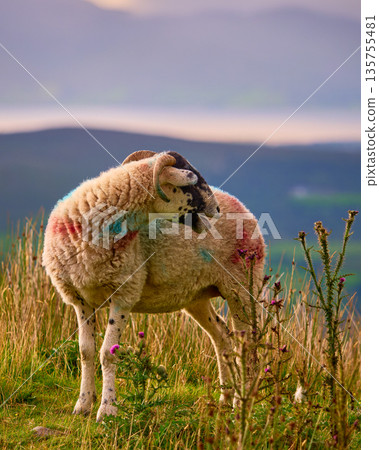 A colorful sheep stands on a grassy hill. The sheep looks out over a misty landscape. Rolling hills stretch into the distance. 135755481
