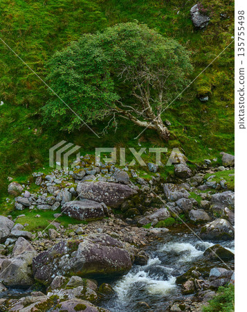Rushing water flows over rocks in the River Gaddagh. A tree with green leaves grows on a steep, grass-covered hillside, surrounded by large boulders under bright daylight. Rushing water flows over rocks in the River Gaddagh. A tree with green leaves grows on a steep, grass-covered hillside, surrounded by large boulders under bright daylight. 135755498
