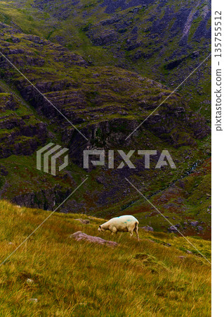 White sheep standing on a golden grassy slope beneath rugged green mountains in Lisleibane during daytime. 135755512