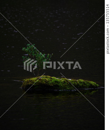 Small green plant thrives on a moss-covered rock in dark, calm water at dusk or dawn. Small green plant thrives on a moss-covered rock in dark, calm water at dusk or dawn. 135755514