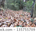 健行路線上堆積著落葉 135755709