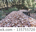 木板路上堆積落葉。 135755720