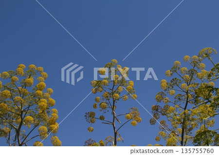Beautiful flowers blooming in the garden, Bodrum Turkey Beautiful flowers blooming in the garden, Bodrum Turkey 135755760