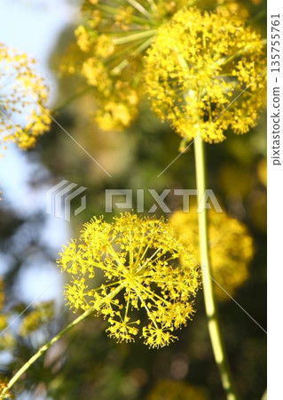 Beautiful flowers blooming in the garden, Bodrum Turkey Beautiful flowers blooming in the garden, Bodrum Turkey 135755761