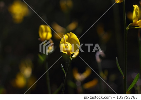 Beautiful flowers blooming in the garden, Bodrum Turkey 135755765