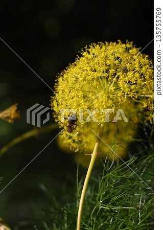 Beautiful flowers blooming in the garden, Bodrum Turkey Beautiful flowers blooming in the garden, Bodrum Turkey 135755769