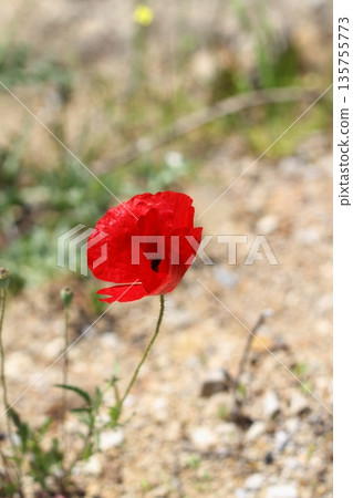 Beautiful flowers blooming in the garden, Bodrum Turkey 135755773