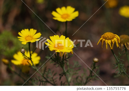 Beautiful flowers blooming in the garden, Bodrum Turkey 135755776