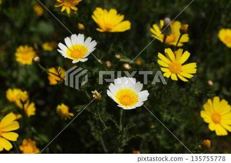 Beautiful flowers blooming in the garden, Bodrum Turkey 135755778
