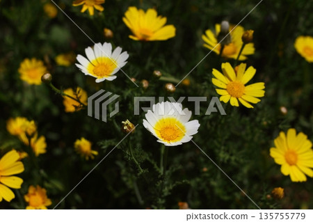Beautiful flowers blooming in the garden, Bodrum Turkey 135755779
