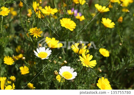 Beautiful flowers blooming in the garden, Bodrum Turkey Beautiful flowers blooming in the garden, Bodrum Turkey 135755780