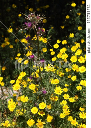 Beautiful flowers blooming in the garden, Bodrum Turkey Beautiful flowers blooming in the garden, Bodrum Turkey 135755781