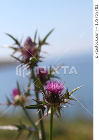 Beautiful flowers blooming in the garden, Bodrum Turkey 135755782