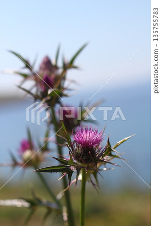 Beautiful flowers blooming in the garden, Bodrum Turkey 135755783