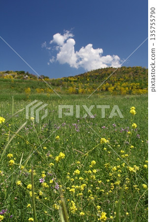 Beautiful flowers blooming in the garden, Bodrum Turkey 135755790