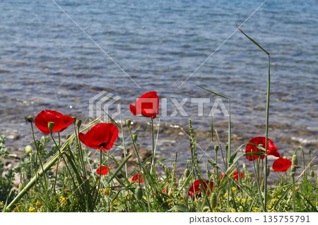Beautiful flowers blooming in the garden, Bodrum Turkey Beautiful flowers blooming in the garden, Bodrum Turkey 135755791