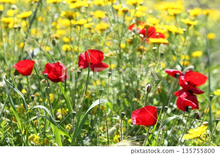 Beautiful flowers blooming in the garden, Bodrum Turkey Beautiful flowers blooming in the garden, Bodrum Turkey 135755800