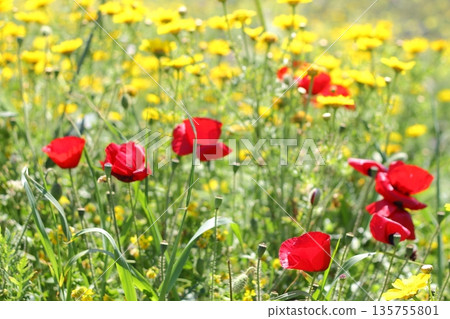 Beautiful flowers blooming in the garden, Bodrum Turkey 135755801