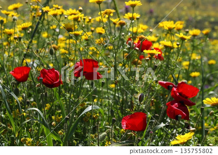 Beautiful flowers blooming in the garden, Bodrum Turkey Beautiful flowers blooming in the garden, Bodrum Turkey 135755802