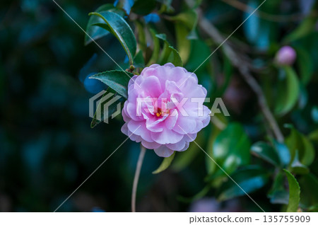 山茶花的粉紅色花朵 山茶花的粉紅色花朵 135755909