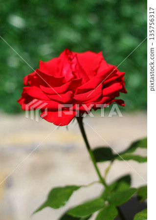 Beautiful Flowers Blooming In The Garden, Bodrum Turkey.. Macro Photography. 135756317