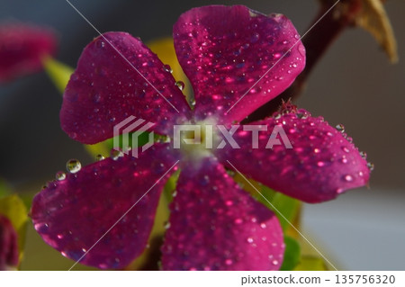 Beautiful Flowers Blooming In The Garden, Bodrum Turkey.. Macro Photography. Beautiful Flowers Blooming In The Garden, Bodrum Turkey.. Macro Photography. 135756320