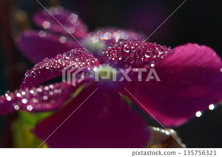 Beautiful Flowers Blooming In The Garden, Bodrum Turkey.. Macro Photography. Beautiful Flowers Blooming In The Garden, Bodrum Turkey.. Macro Photography. 135756321
