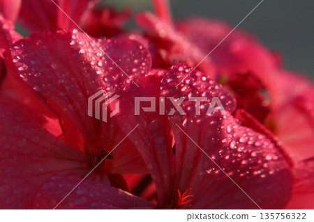 Beautiful Flowers Blooming In The Garden, Bodrum Turkey.. Macro Photography. Beautiful Flowers Blooming In The Garden, Bodrum Turkey.. Macro Photography. 135756322
