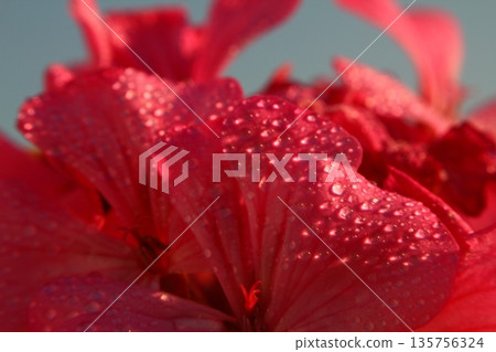 Beautiful Flowers Blooming In The Garden, Bodrum Turkey.. Macro Photography. 135756324