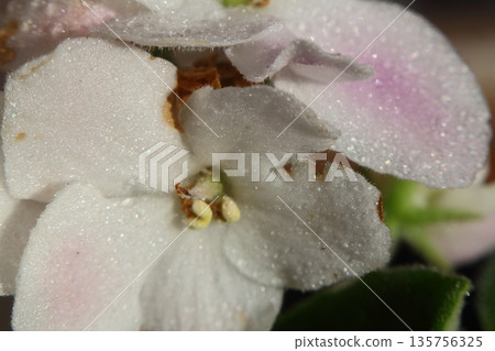 Beautiful Flowers Blooming In The Garden, Bodrum Turkey.. Macro Photography. Beautiful Flowers Blooming In The Garden, Bodrum Turkey.. Macro Photography. 135756325