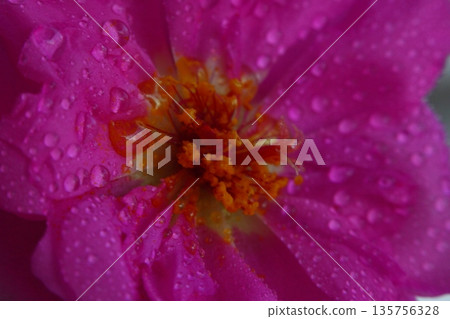 Beautiful Flowers Blooming In The Garden, Bodrum Turkey.. Macro Photography. 135756328