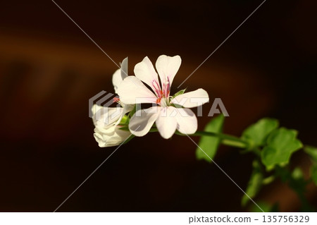 Beautiful Flowers Blooming In The Garden, Bodrum Turkey.. Macro Photography. 135756329